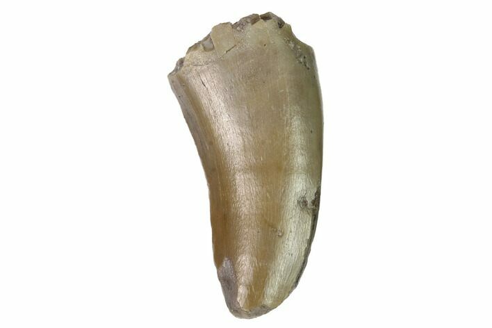 Feeding Worn Allosaurus Tooth - Colorado #169043